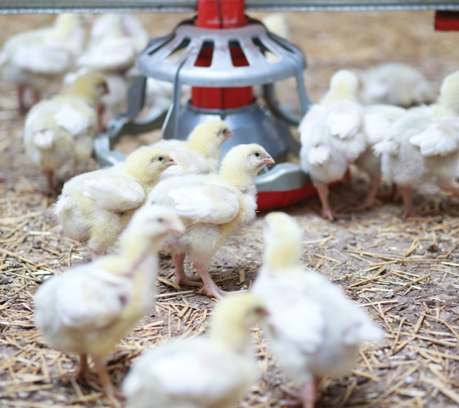 Chicks in a barn, standing in front of a waterer