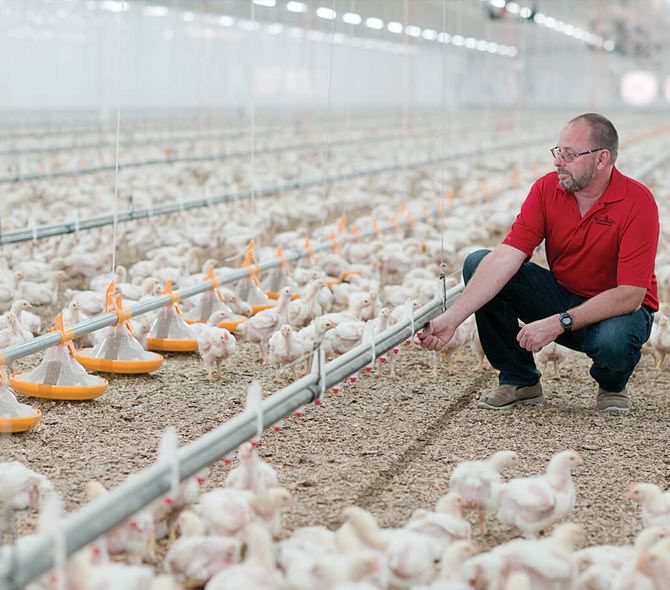 A farmer in a red shirt, crouching in his chicken barn