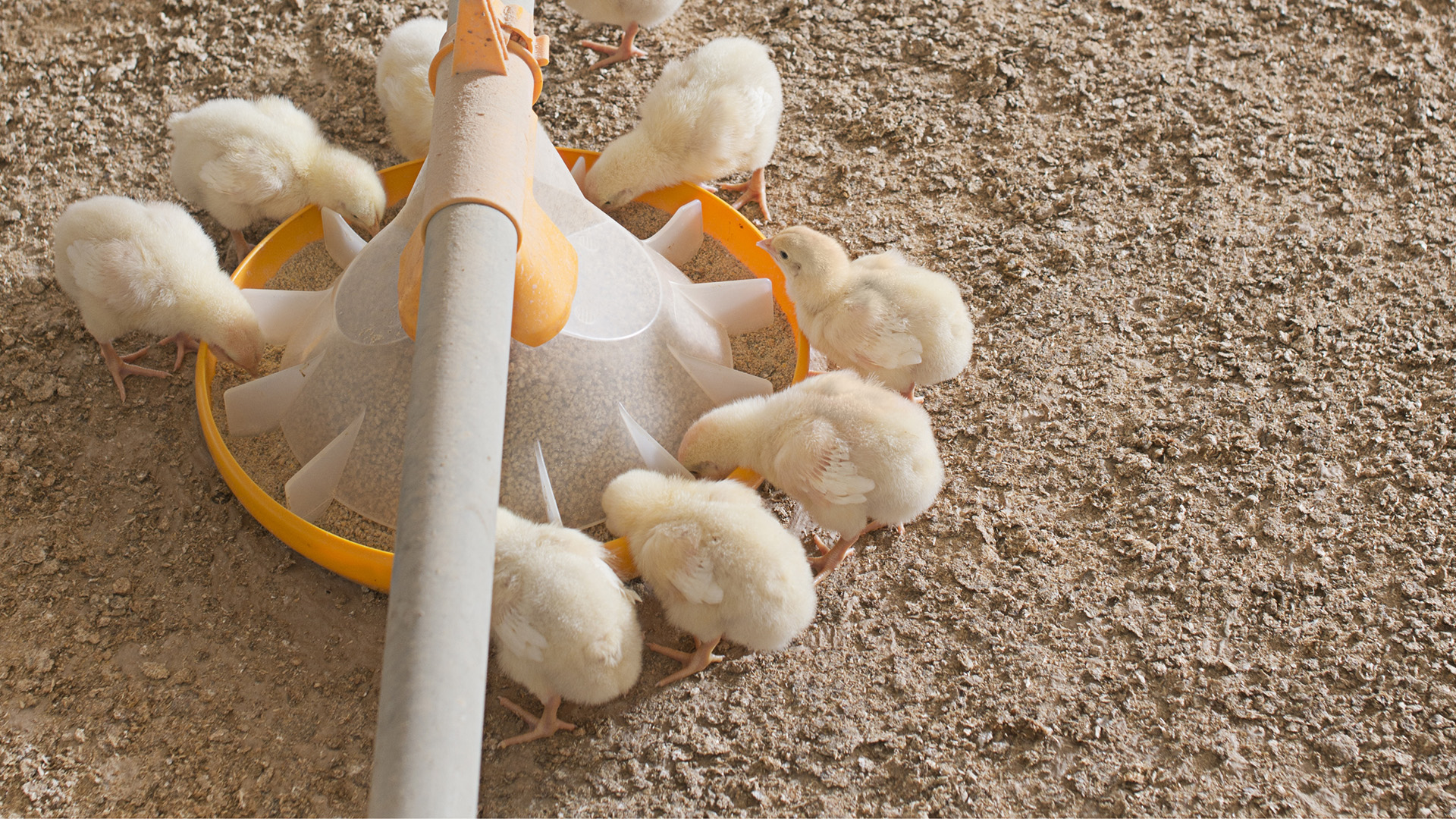A bunch of chick feeding
